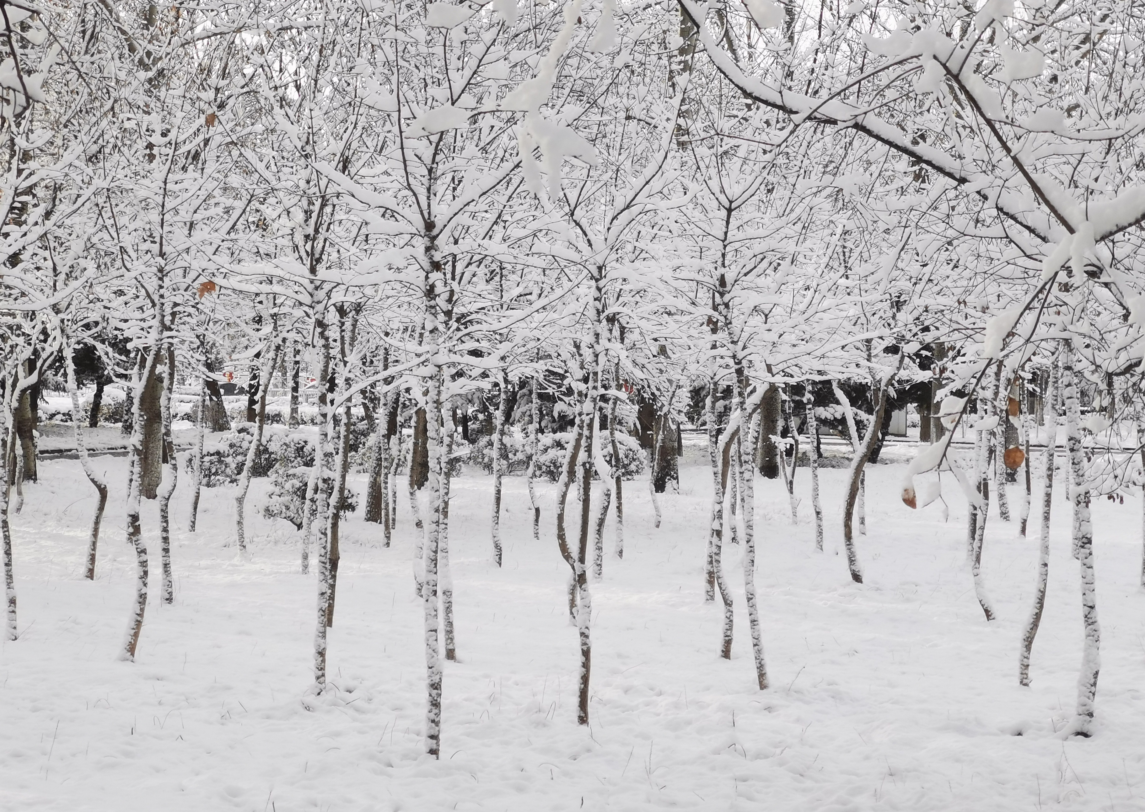 雪的奇幻世界，最新探索之旅