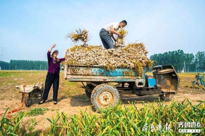 科技助力农业高效发展，最新大蒜收获机视频展示