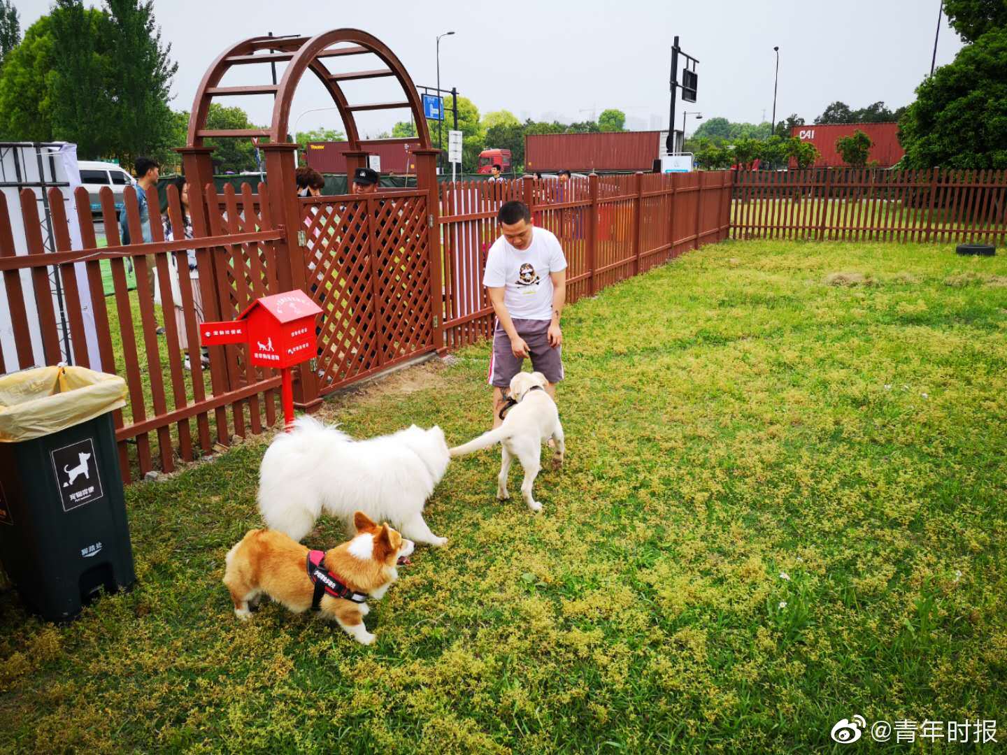 杭州最新养狗规定，打造人犬和谐共融的城市环境