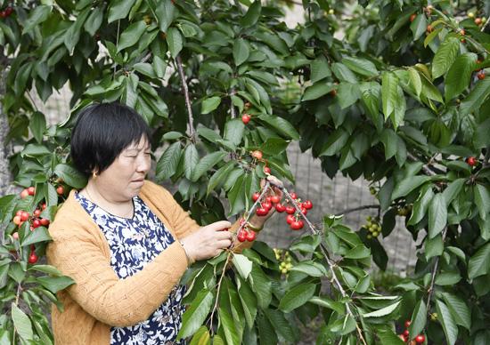 水果市场价格概览，最新动态与趋势