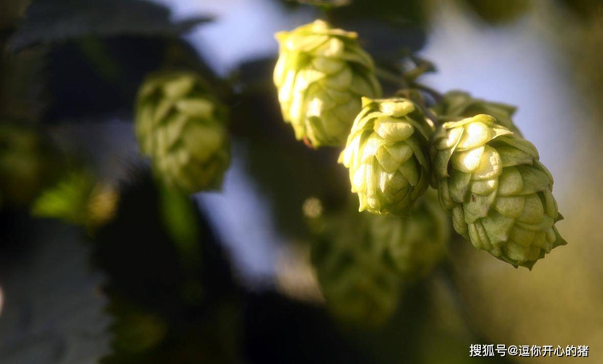 啤酒花股票最新动态，市场走势及前景展望