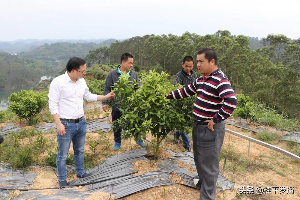 桂平市油麻镇新貌，时代变迁的图片记录